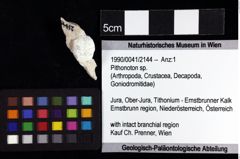 Foto (Objket + Etiketten) von Pithonoton sp. 